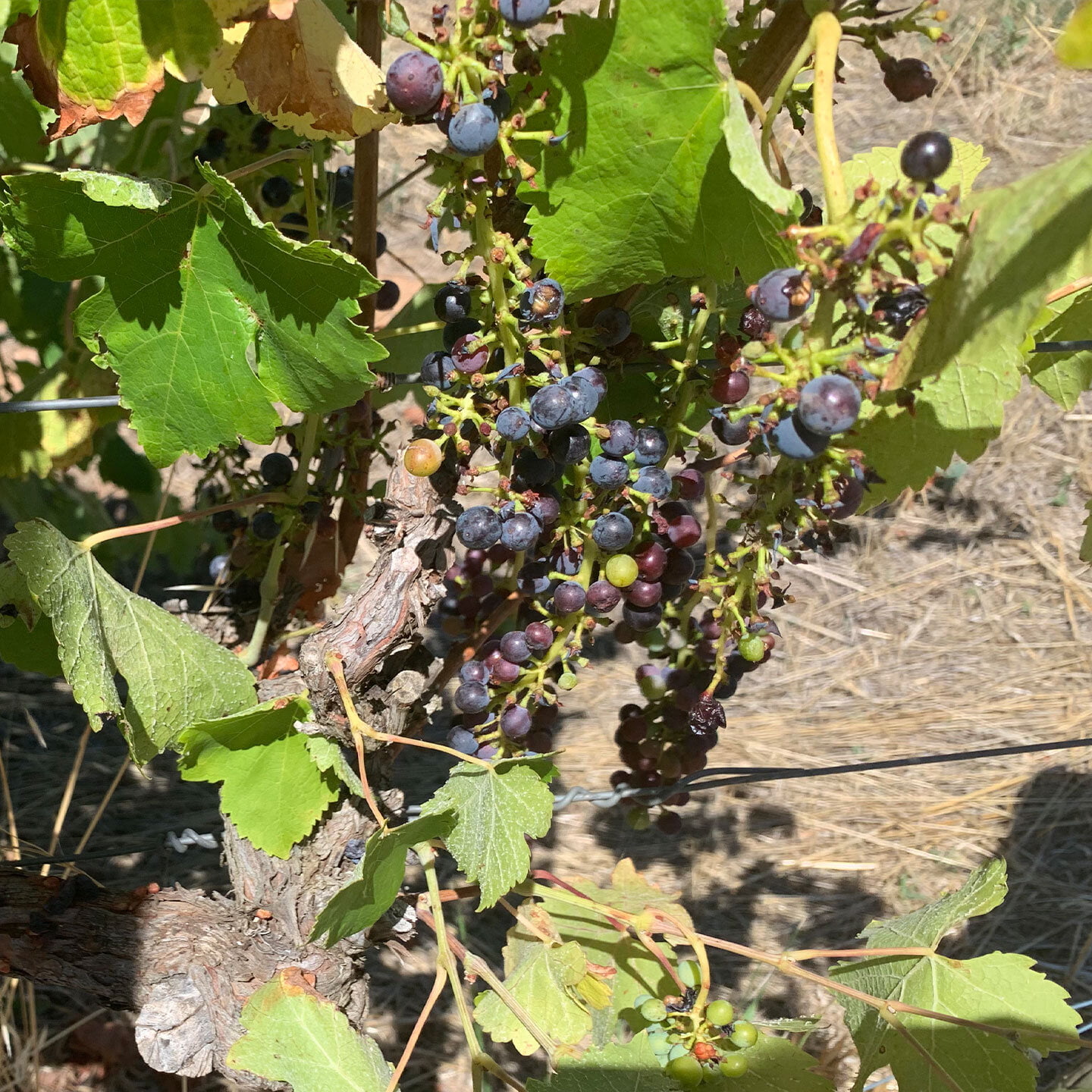 Bird damage in vineyard